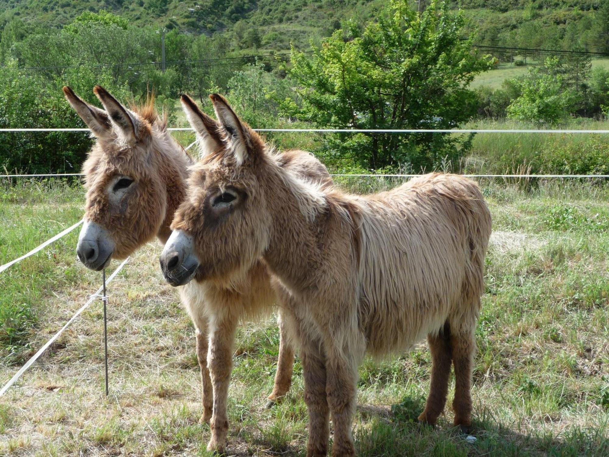 La Cadiere-et-Cambo Domaine De Rochebelle Bed & Breakfast エクステリア 写真